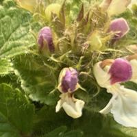 Teucrium pyrenaicum